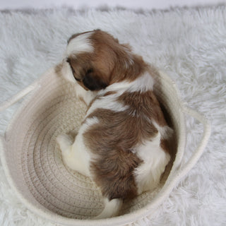Brenda - Available 10/7