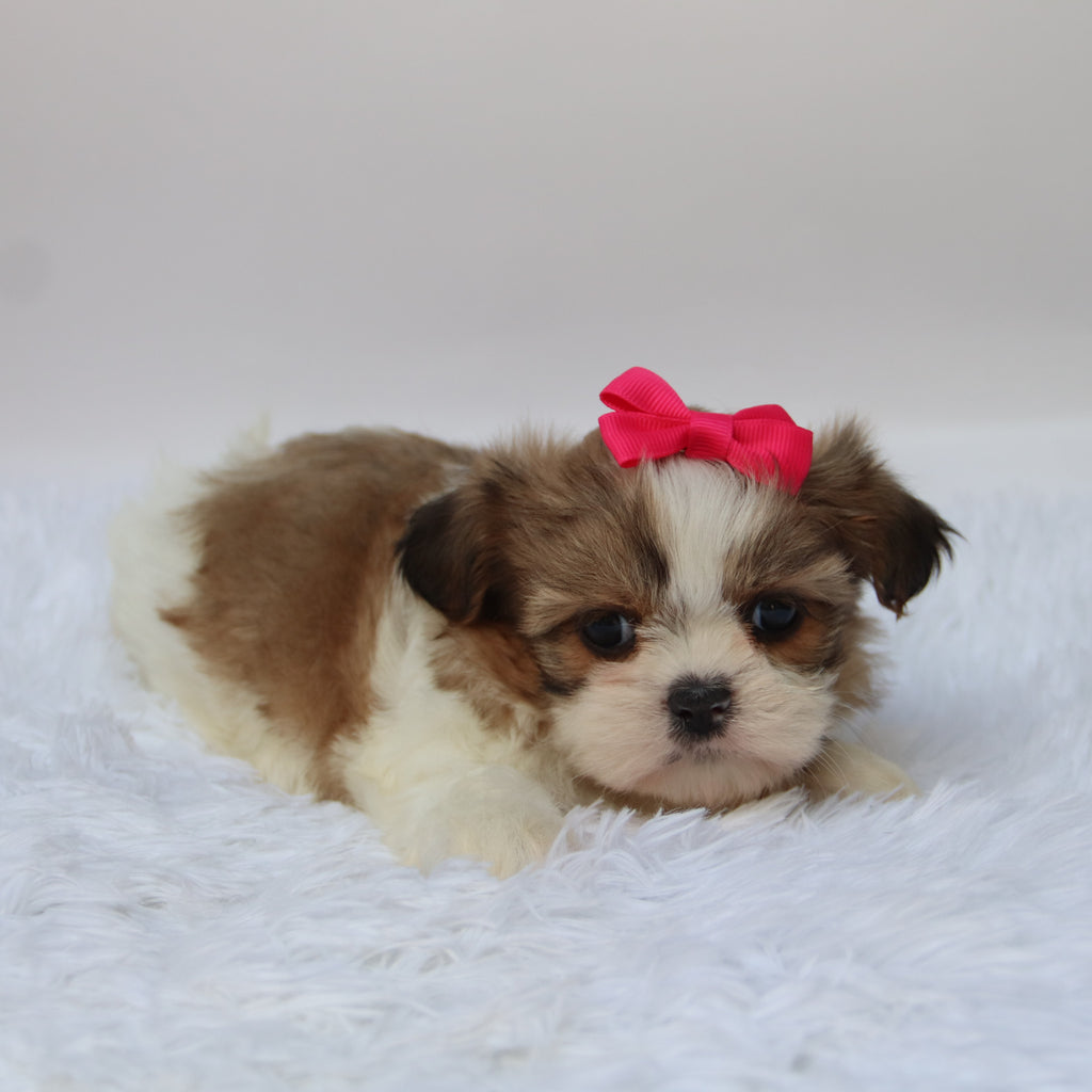 Glenda - Available 10/7