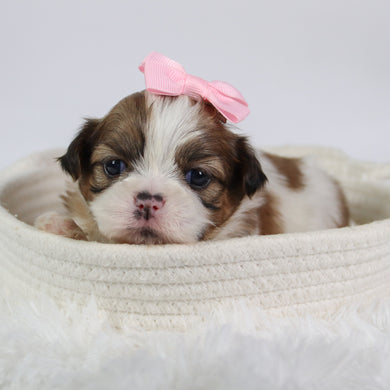 Glenda - Available 10/7