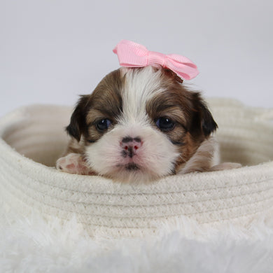 Glenda - Available 10/7