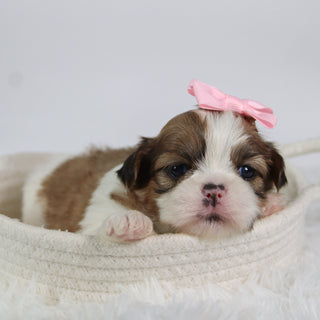 Glenda - Available 10/7