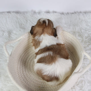 Glenda - Available 10/7