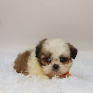 Orlando - Available 10/7