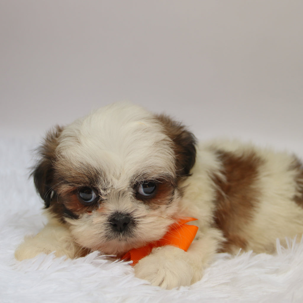 Orlando - Available 10/7