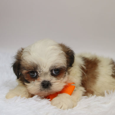 Orlando - Available 10/7