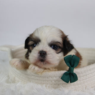 Orlando - Available 10/7