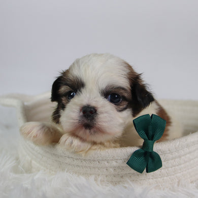 Orlando - Available 10/7