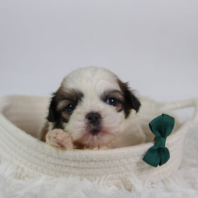 Orlando - Available 10/7