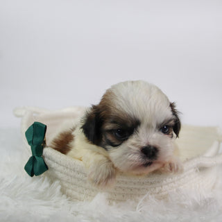 Orlando - Available 10/7