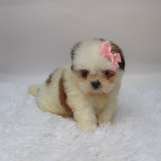 Candy - Available 10/7