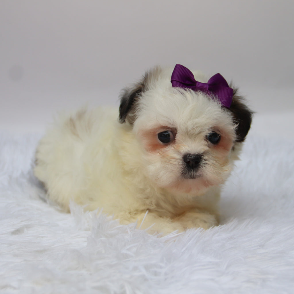 Willow - Available 10/7