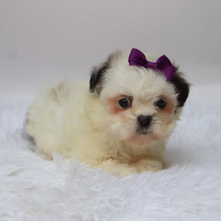 Willow - Available 10/7
