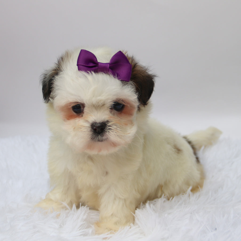 Willow - Available 10/7