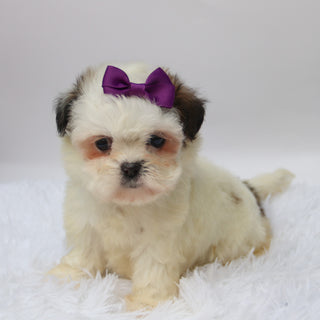 Willow - Available 10/7
