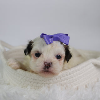 Willow - Available 10/7