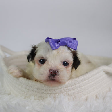 Willow - Available 10/7