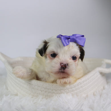 Willow - Available 10/7