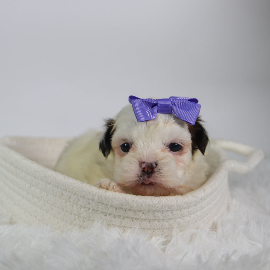Willow - Available 10/7