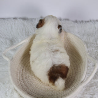 Willow - Available 10/7