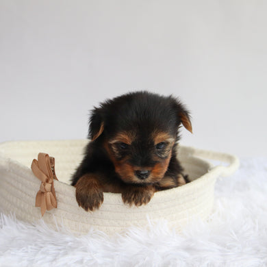 Frank - Available 9/24