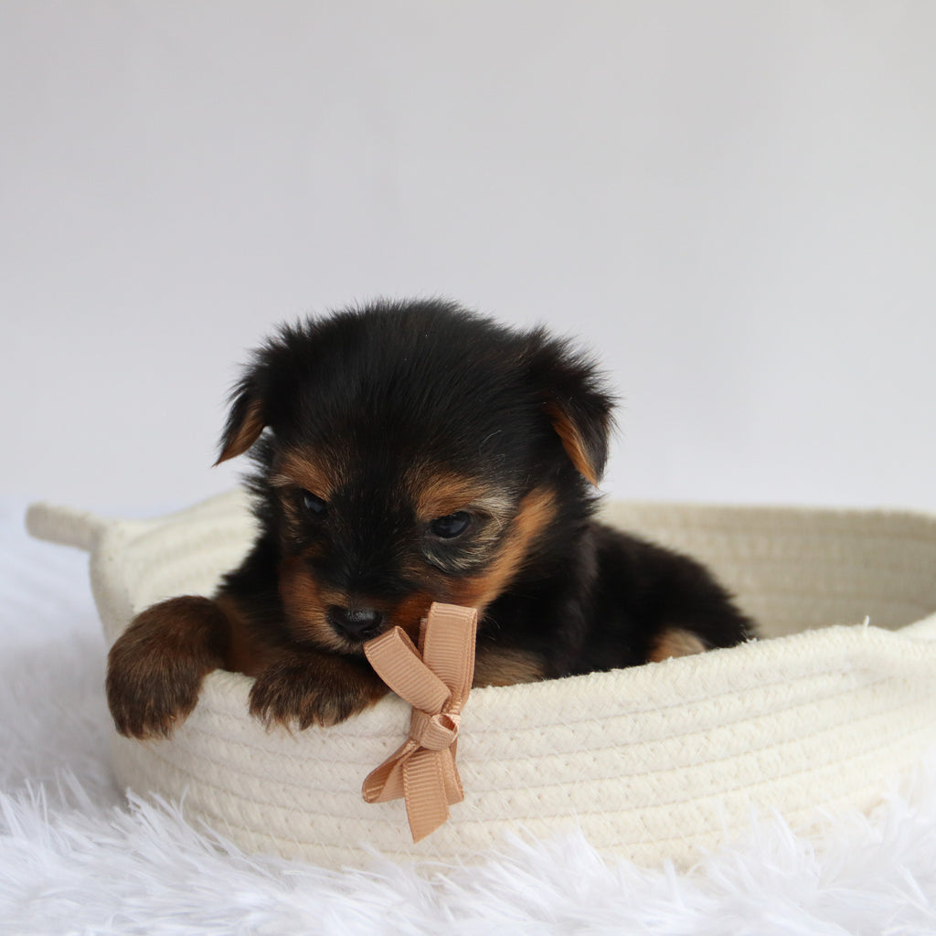 Frank - Available 9/24