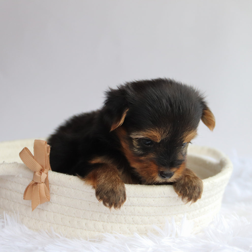Frank - Available 9/24