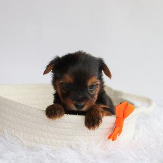 Purdy - Available 9/24
