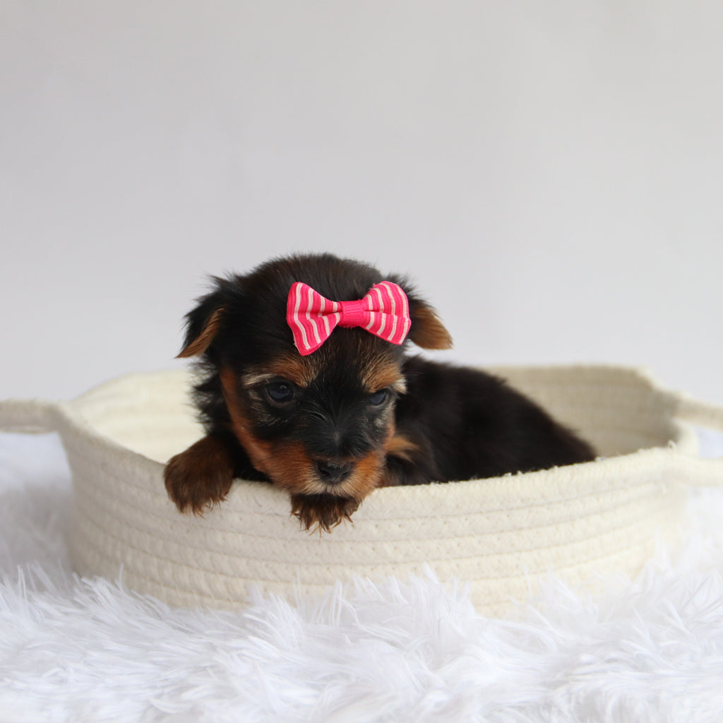 Ivie - Available 9/24