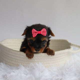 Ivie - Available 9/24