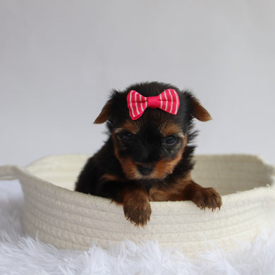 Ivie - Available 9/24
