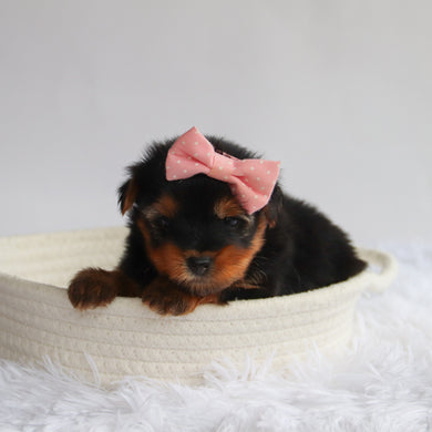 Elena - Available 9/24