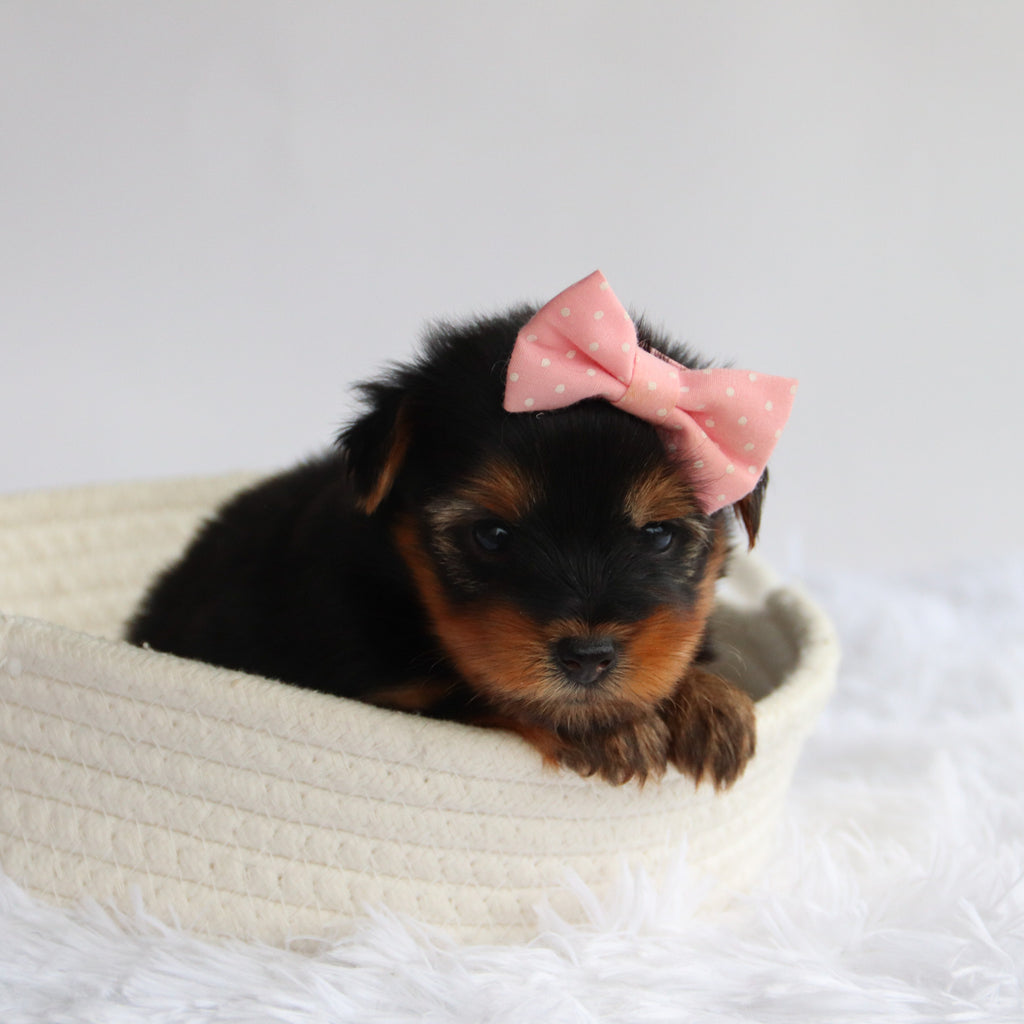 Elena - Available 9/24