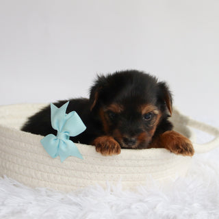Niko - Available 9/24