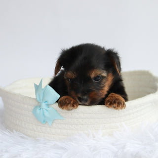 Niko - Available 9/24