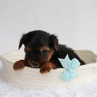 Niko - Available 9/24