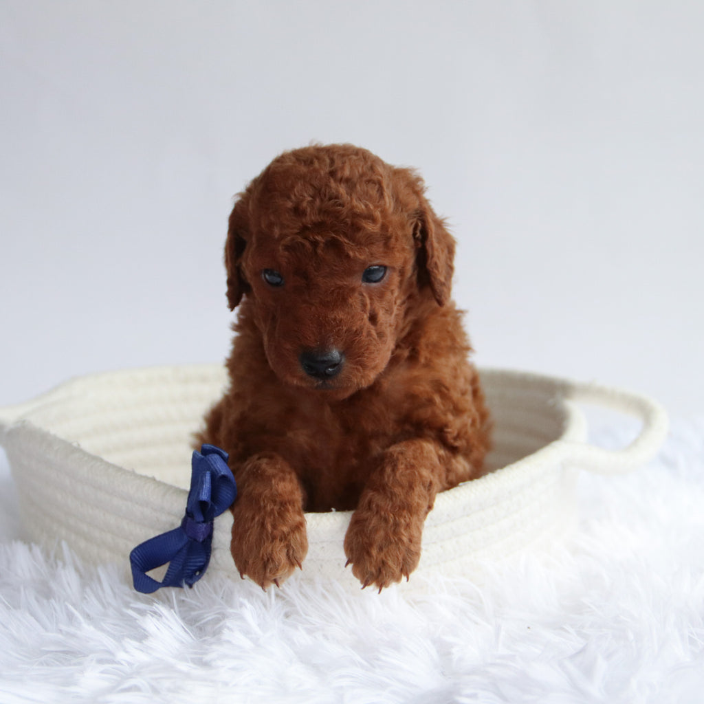 Dax - Available 9/24