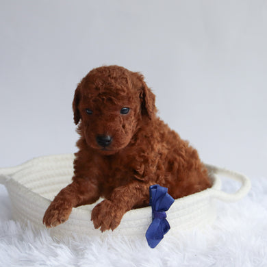 Dax - Available 9/24