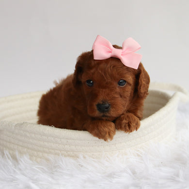Bess - Available 9/24