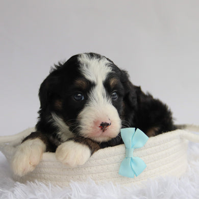 Chipper - Available 9/24