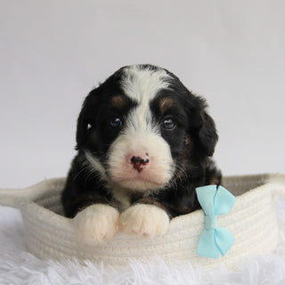 Chipper - Available 9/24