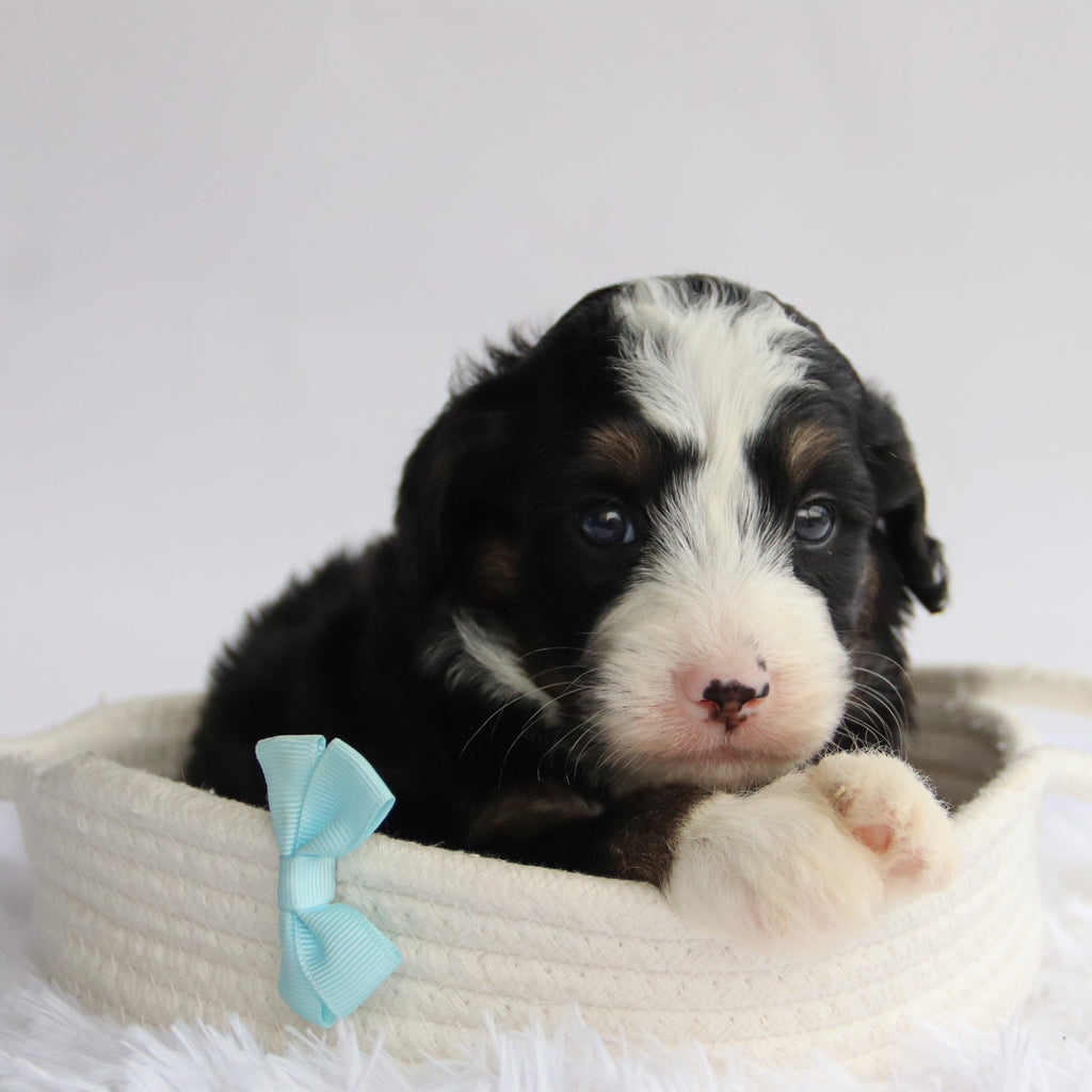 Chipper - Available 9/24