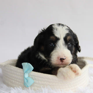 Chipper - Available 9/24
