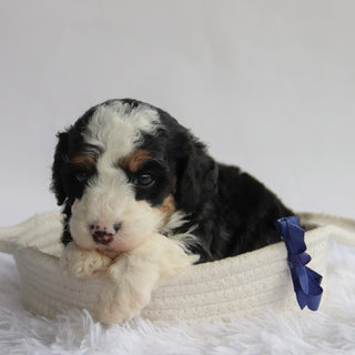 Axton - Available 9/24