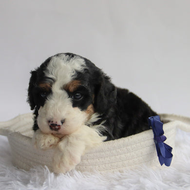 Axton - Available 9/24