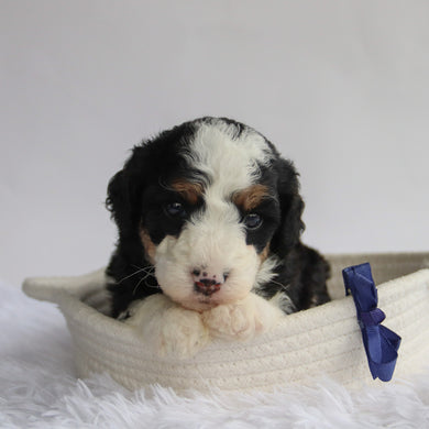 Axton - Available 9/24