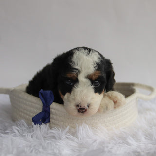 Axton - Available 9/24