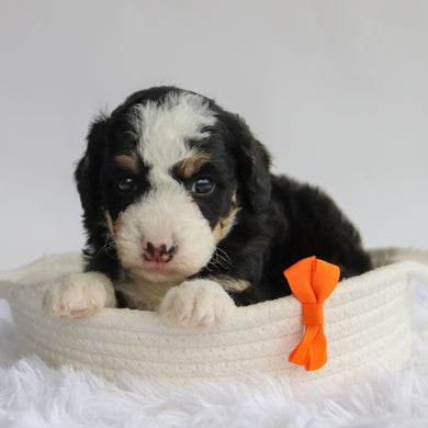 Leonard - Available 9/24