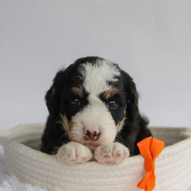 Leonard - Available 9/24