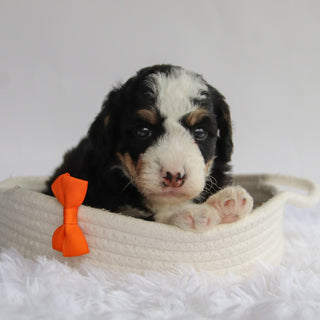 Leonard - Available 9/24