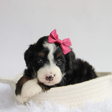 Peggie - Available 9/24